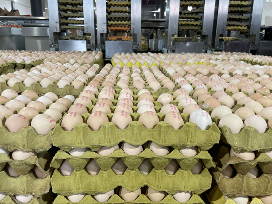 一年能卖20亿颗蛋的“湖北蛋王”加盟淘工厂，一天热销120万颗鸡蛋！